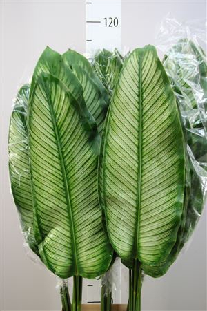 Calathea White