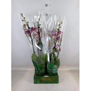 Phalaenopsis   ...
