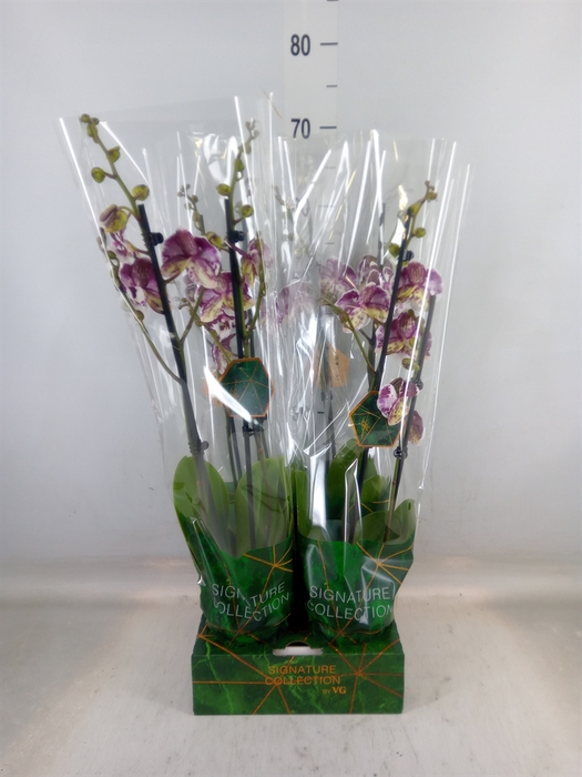 <h4>Phalaenopsis   ...</h4>