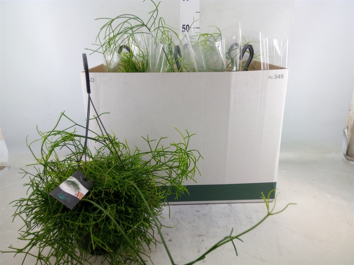 <h4>Rhipsalis burchellii</h4>