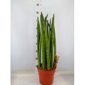 Sansevieria cyl.  ...