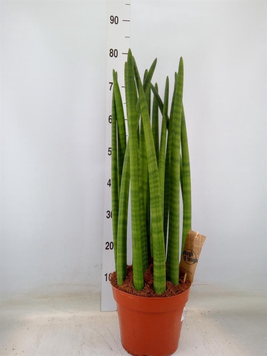 <h4>Sansevieria cyl.  ...</h4>