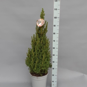 Picea glauca 'Conica'