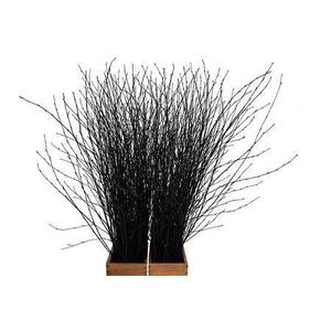 BETULA BS KLB H%