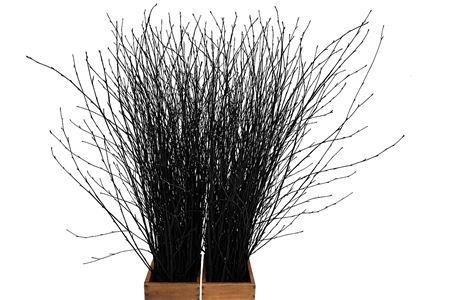 <h4>BETULA BS KLB H%</h4>