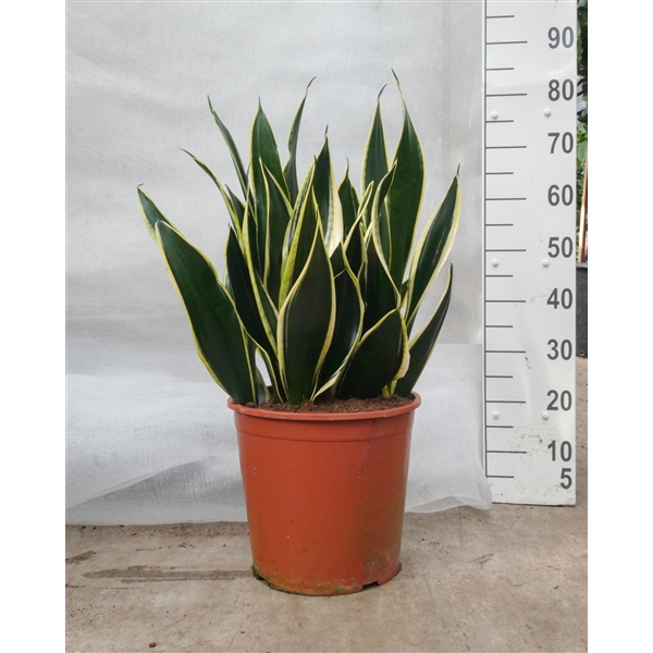 <h4>Sansevieria Night Shade 70</h4>