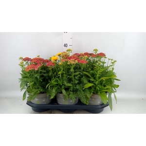 Vaste pltn   ...mix in pot [Perenni