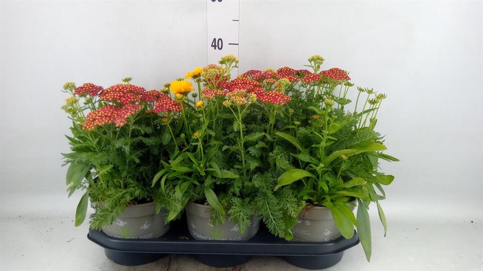 <h4>Vaste pltn   ...mix in pot [Perenni</h4>