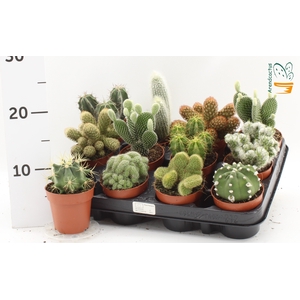 CACTUS GEM