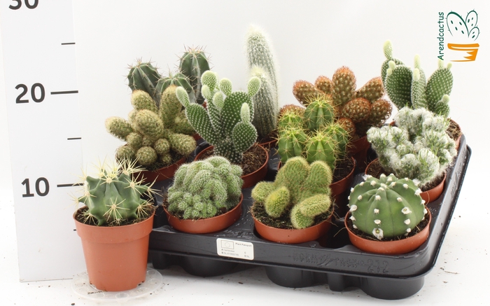<h4>CACTUS GEM</h4>