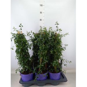 Ceanothus thyrsiflorus var. repens