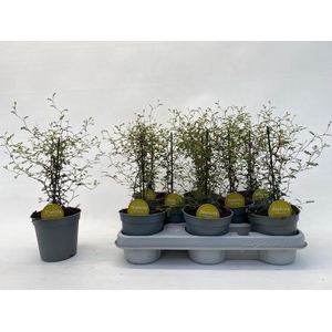 SOPHO PR LITTLE BABY