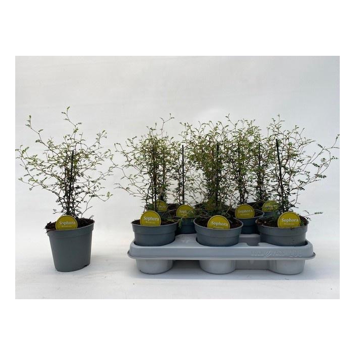 <h4>SOPHO PR LITTLE BABY</h4>