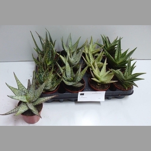 ALOE GEM