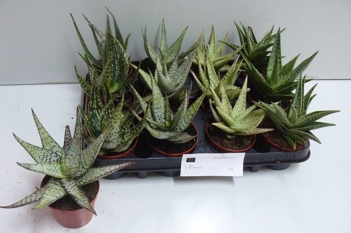 <h4>ALOE GEM</h4>