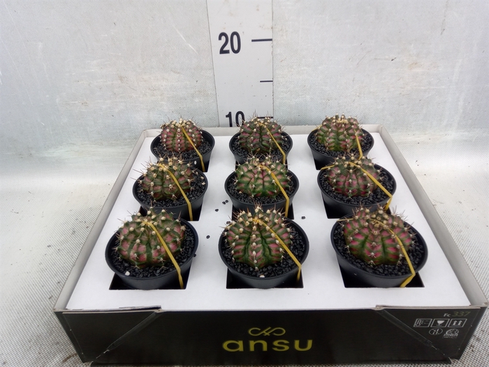 <h4>Gymnocalycium mihanov. 'Japan'  mix</h4>