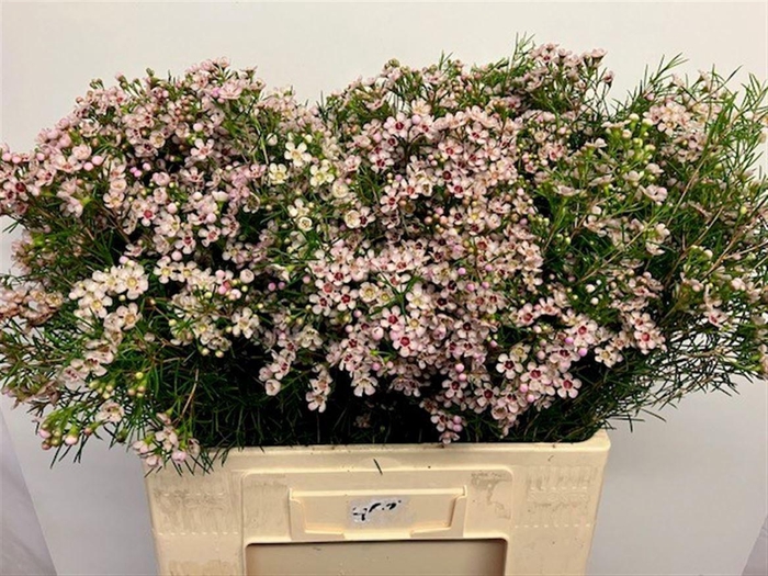 <h4>CHAME UN DORI</h4>