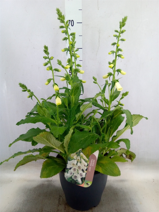 <h4>Digitalis purp.</h4>