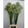 ALLIUM WIT WILD