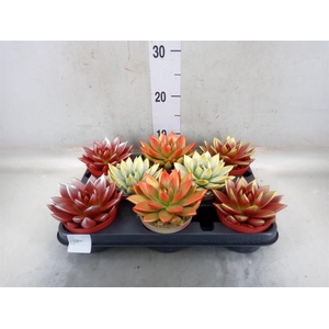 Echeveria  'Miranda'