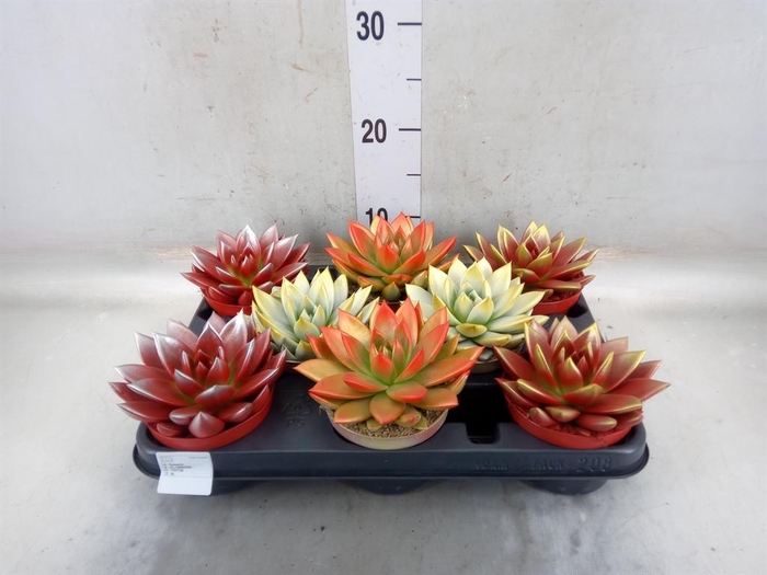 <h4>Echeveria  'Miranda'</h4>