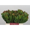 Leucadendron Goldstrike