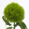 Dian.Bar.Kiwi Mellow