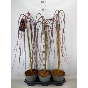 Salix caprea 'Kilmarnock'