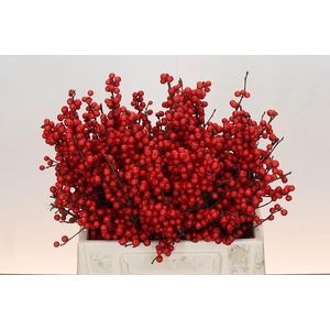 Ilex Rood
