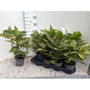 AUCUBA J VARIEGATA