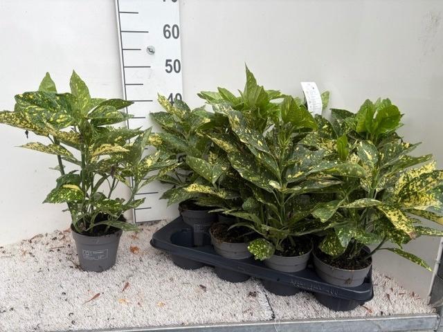 <h4>AUCUBA J VARIEGATA</h4>