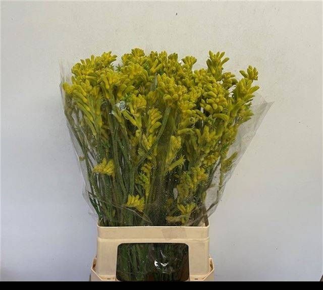 <h4>ANIGOZ BUSH GOLD</h4>