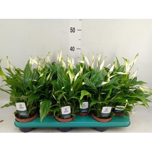 Spathiphyllum  'Chopin'