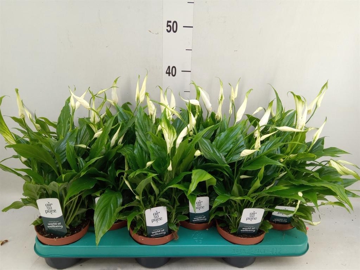 <h4>Spathiphyllum 'Chopin'</h4>