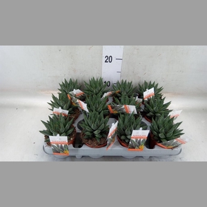 xGasterhaworthia  'Royal Highness'