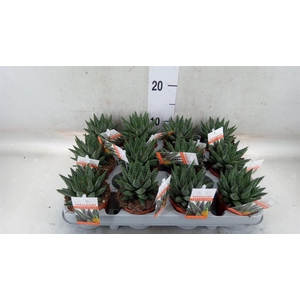 xGasterhaworthia  'Royal Highness'