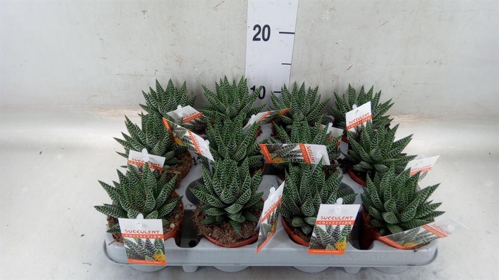 <h4>xGasterhaworthia  'Royal Highness'</h4>
