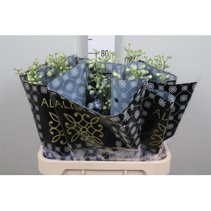 Delph Du Aurora Blue