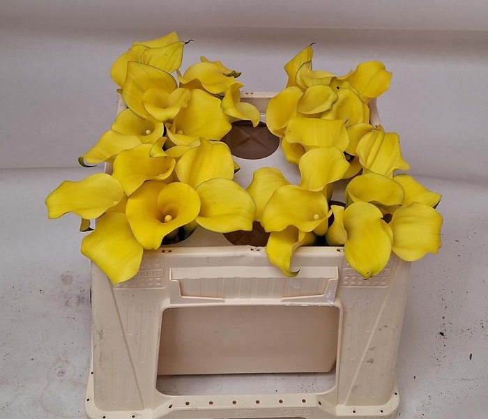 <h4>ZANT MONTE CARLO</h4>