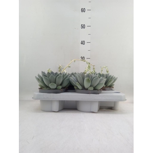 Pachyphytum  'Draco'