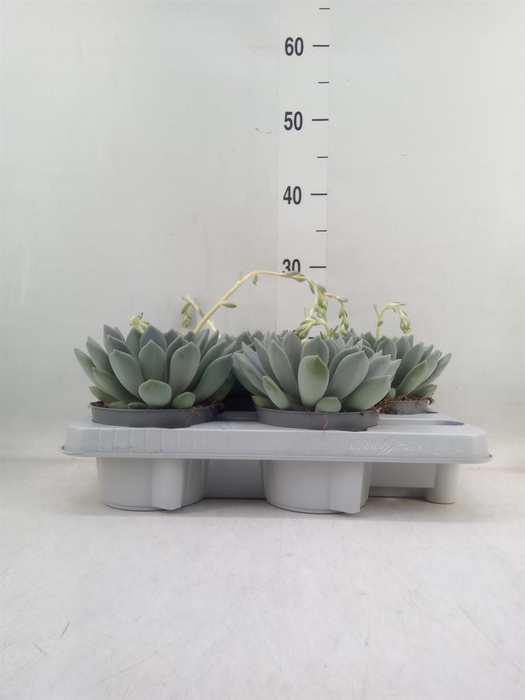 <h4>Pachyphytum  'Draco'</h4>