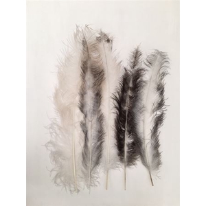 Feather Ostrich 55cm 5pcs White
