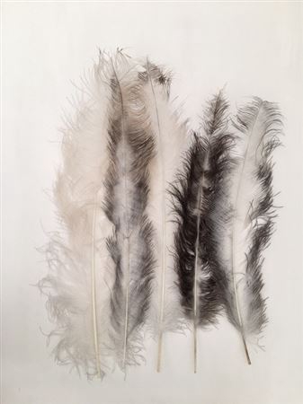 Feather Ostrich 55cm 5pcs White