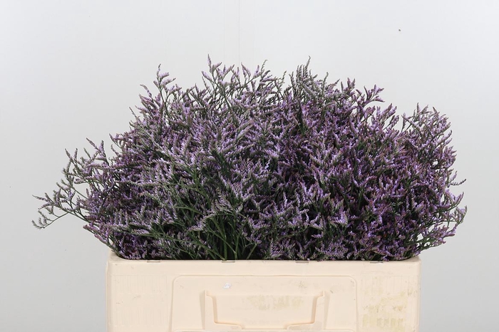 <h4>Lim Saf Lilac</h4>