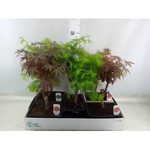 Bonsai   ...mix