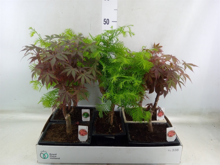 <h4>Bonsai   ...mix</h4>