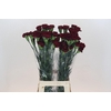 Dianthus St Zurigo