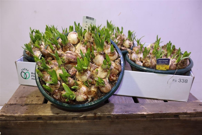 <h4>Narc O Tete A Tete</h4>