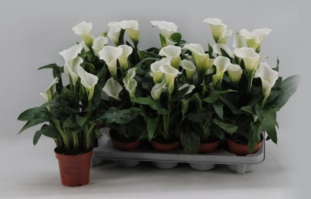 <h4>ZANT CAPT FRESCO</h4>