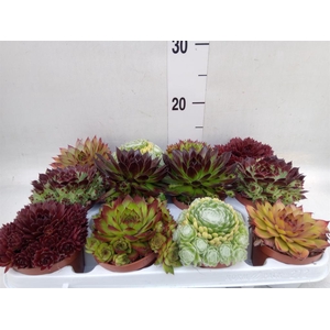 Sempervivum   ...